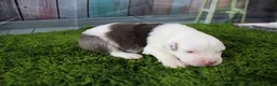 Miniature Australian Shepherd dogs for sale: Irene - Ad 10
