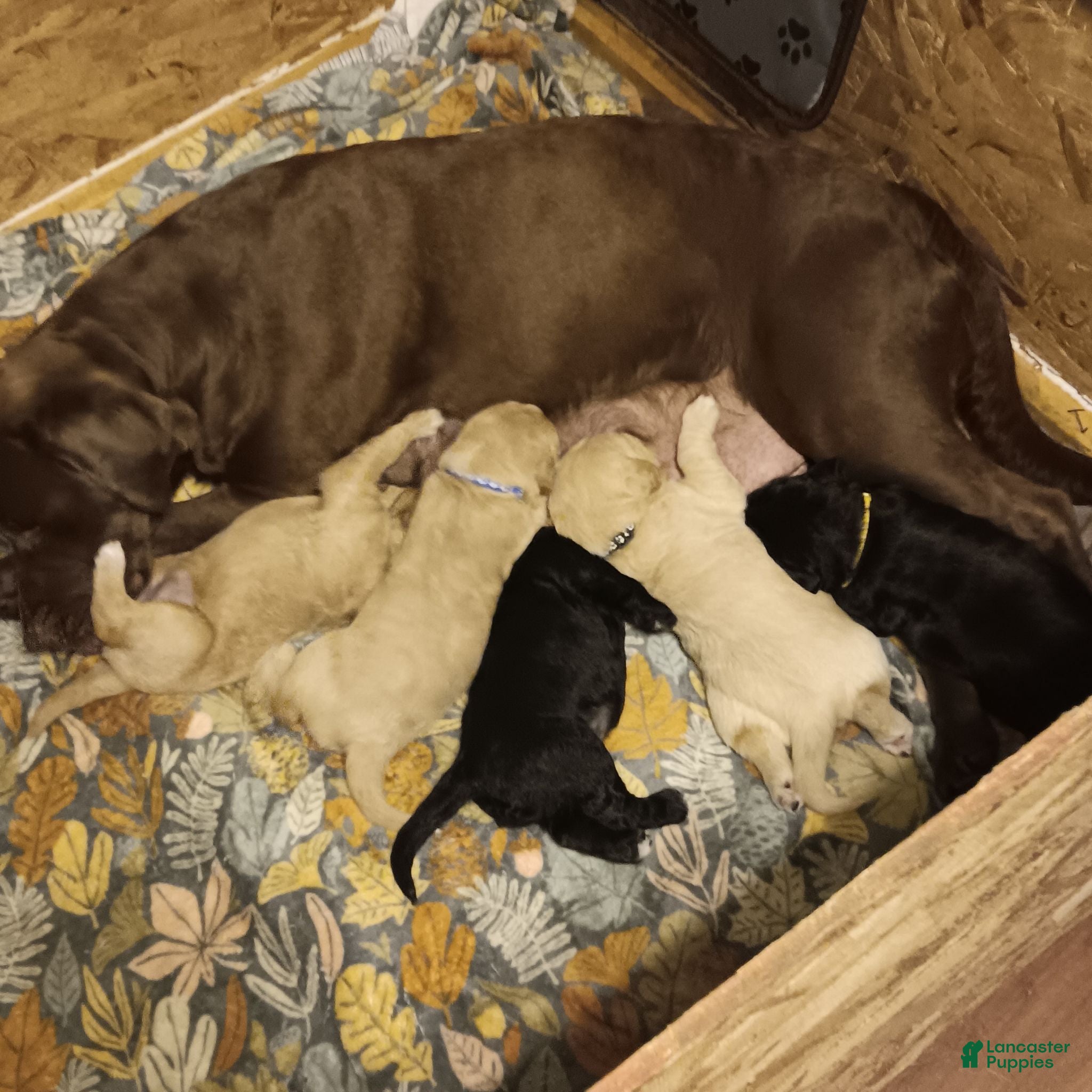 Labradoodle dogs Labradoodle 4 - Ad 2