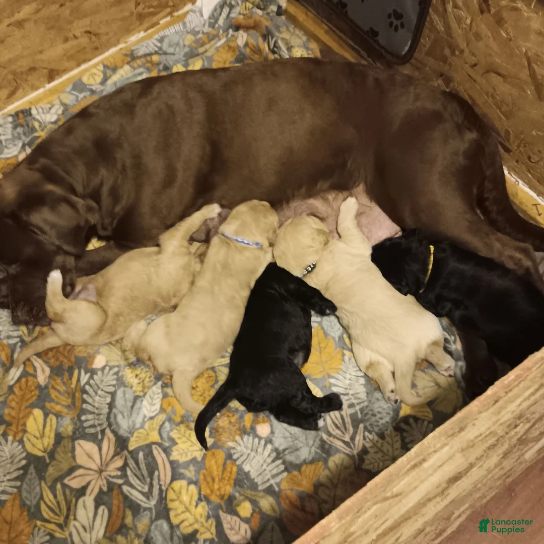 Labradoodle dogs for sale: Labradoodle 1 - Ad 2