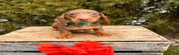Miniature Dachshund dogs for sale: Henry - Ad 3