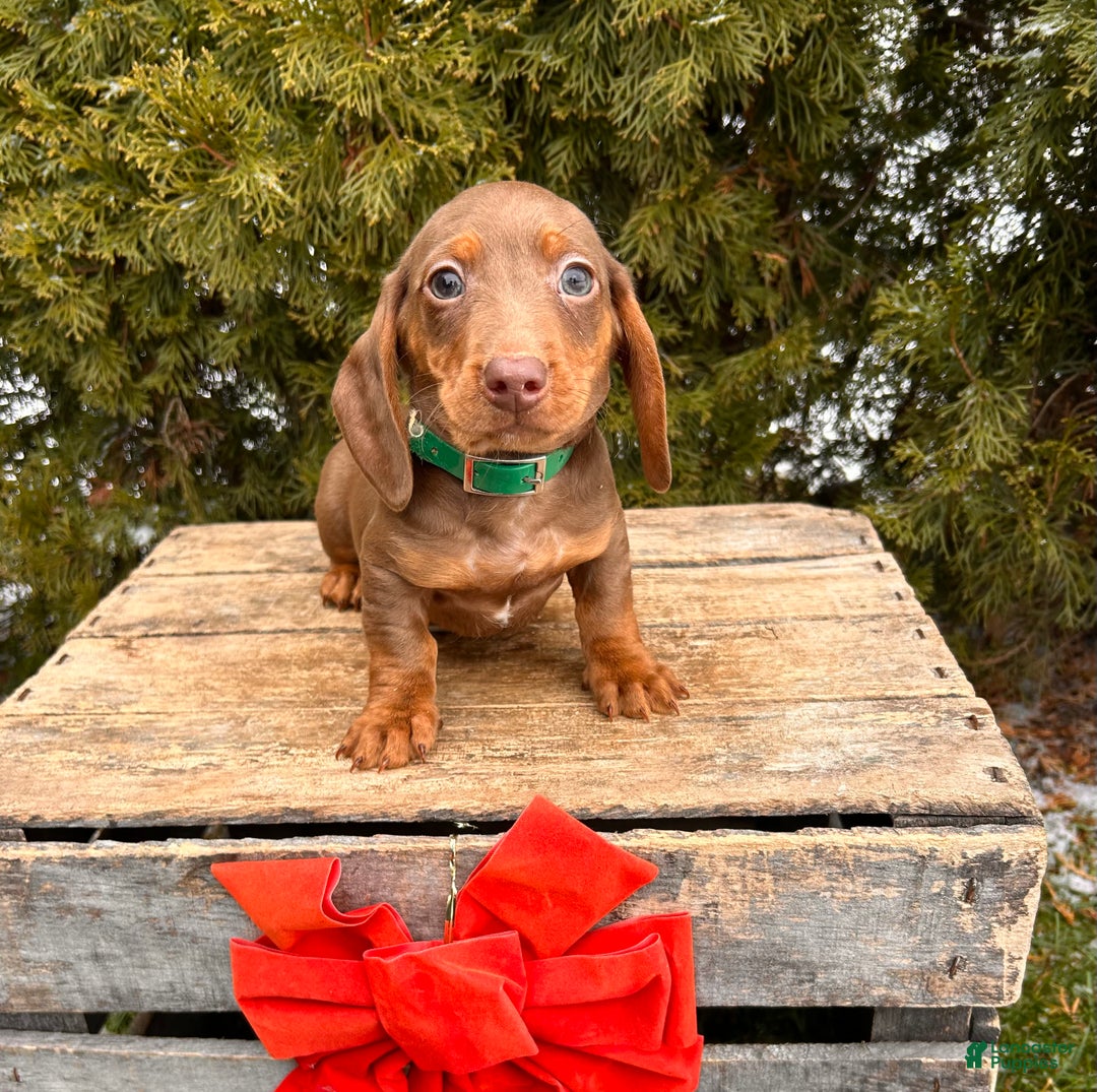 Miniature Dachshund dogs for sale: Henry - Ad 3
