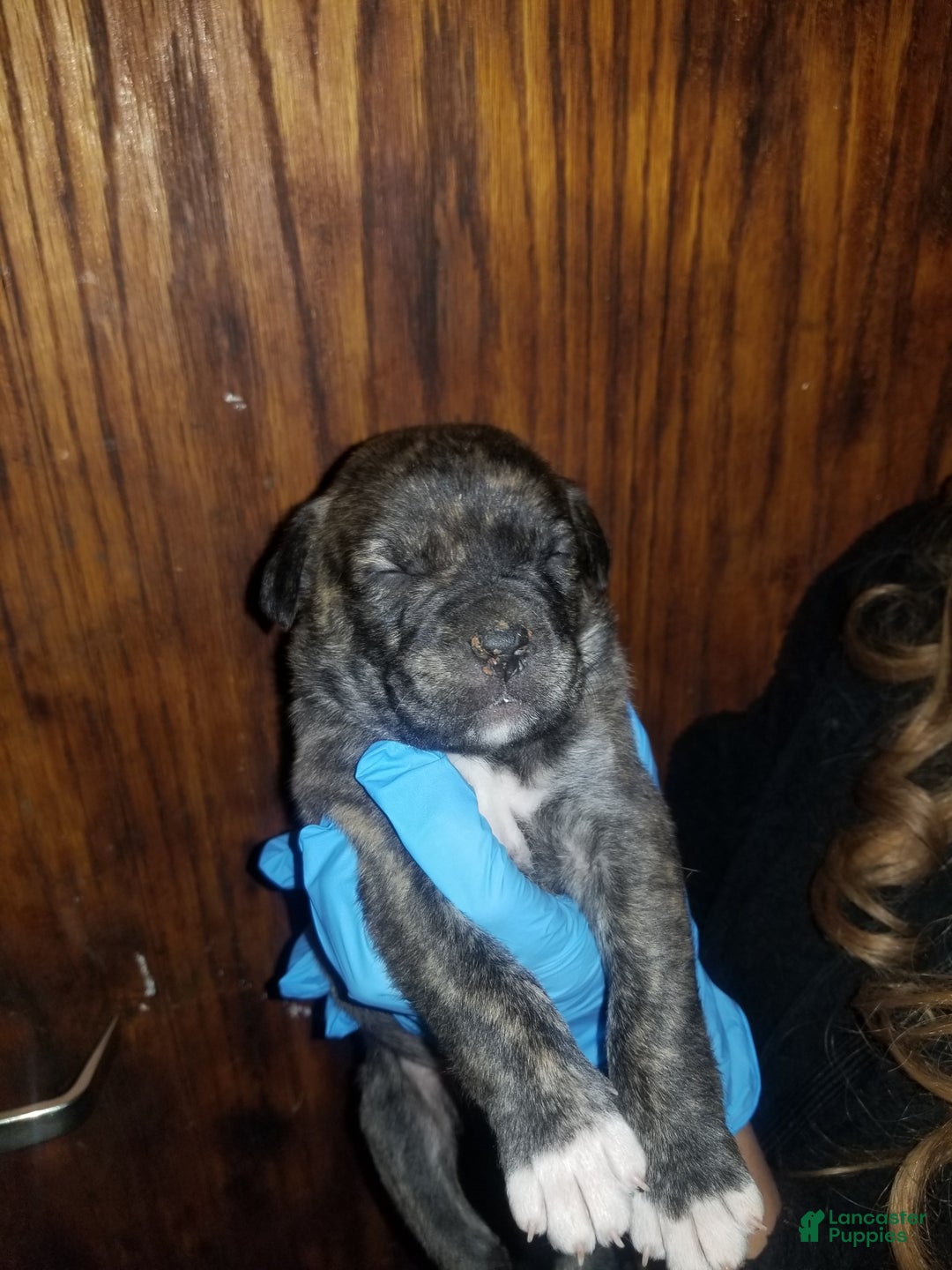 Cane Corso dogs for sale: Cane Corso Puppy 5 - Ad 3