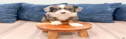 Mini Bernedoodle dogs for sale: Boomer - Ad 4