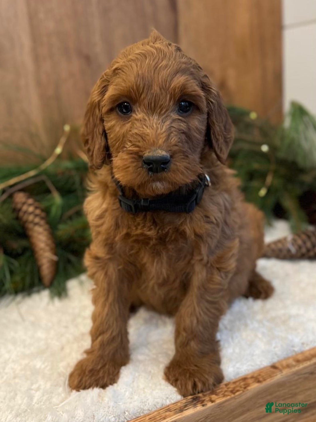 Irish Doodle dogs for sale: Frederick - Ad 2
