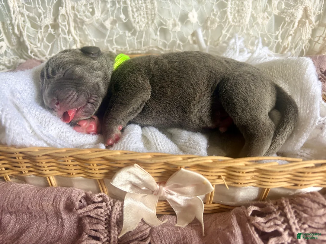 Cane Corso dogs for sale: Cane Corso Puppy 3 - Ad 2