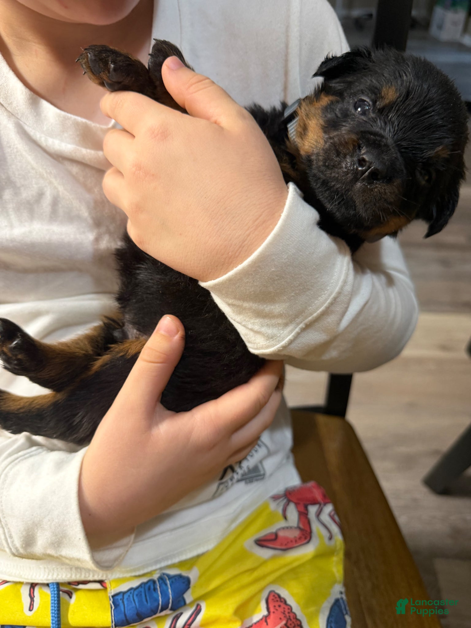 Rottweiler dogs for sale: Rottweiler Puppy 4 - Ad 1
