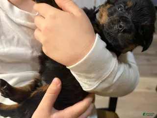 Rottweiler dogs for sale: Rottweiler Puppy 4 - Ad 1