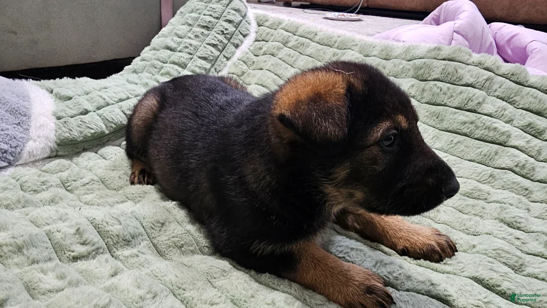 German Shepherd dogs for sale: German Shepherd Puppy 1 - Ad 12