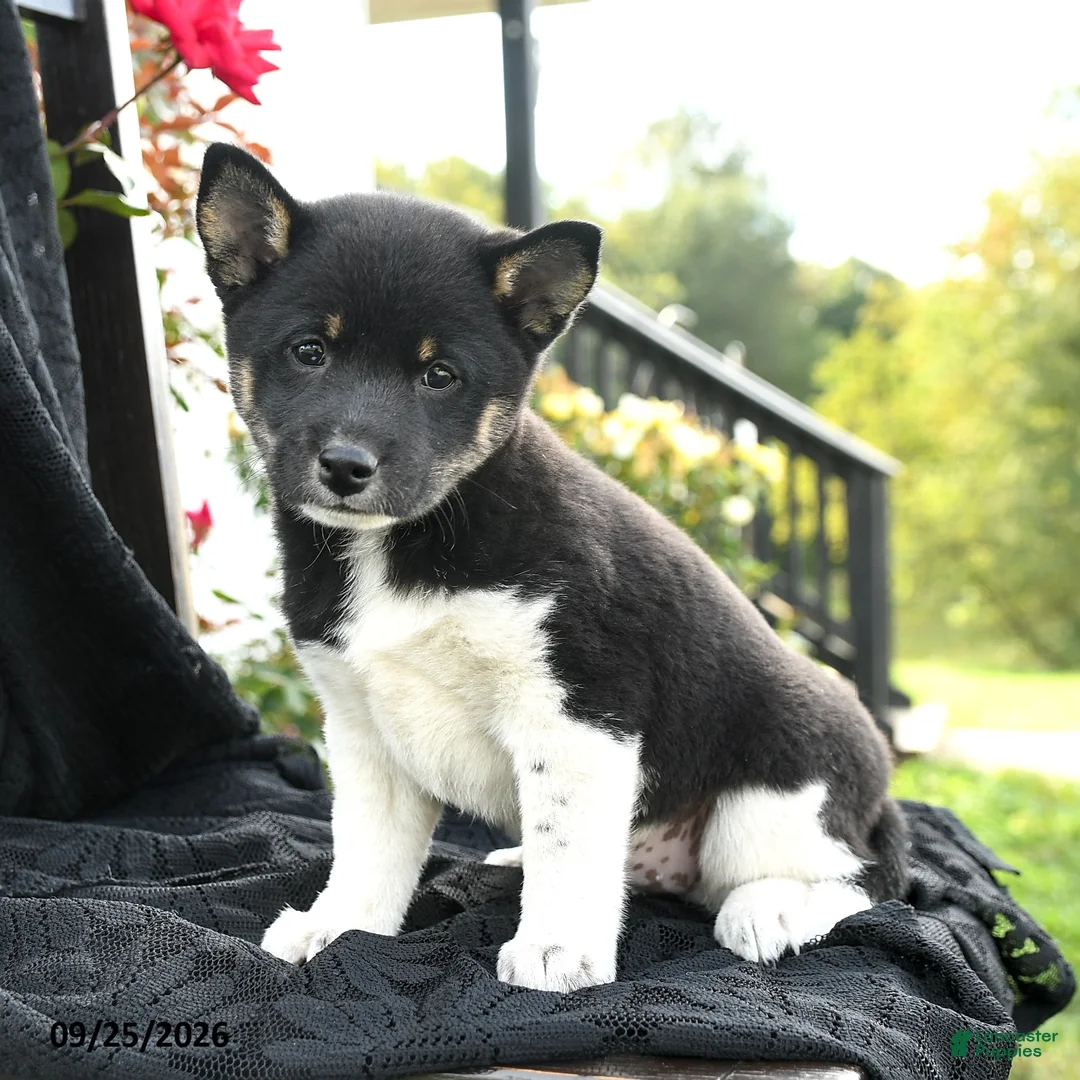 Shiba Inu dogs for sale: Dominoe - Ad 1