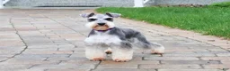 Miniature Schnauzer dogs for sale: Hannah - Ad 5
