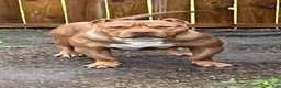 American Bully dogs for stud: Big Suge  - Ad 6