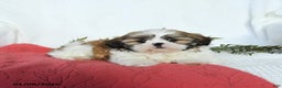 Shih Tzu dogs for sale: Lincoln - Ad 4