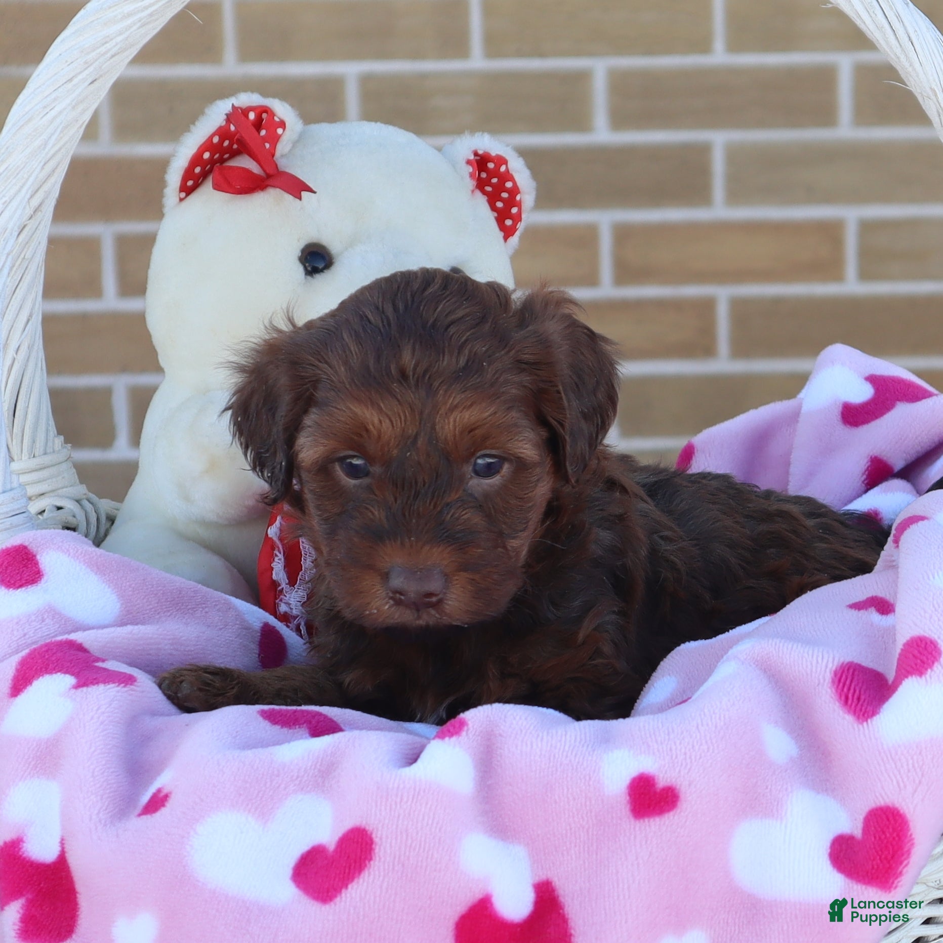 Mini Goldendoodle dogs Lenny - Ad 2