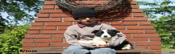 Mixed Breed dogs for sale: Cody - Ad 4