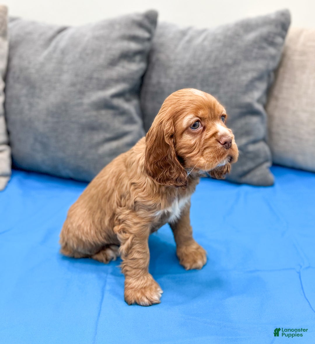 Cocker Spaniel dogs for sale: Lila - Ad 4