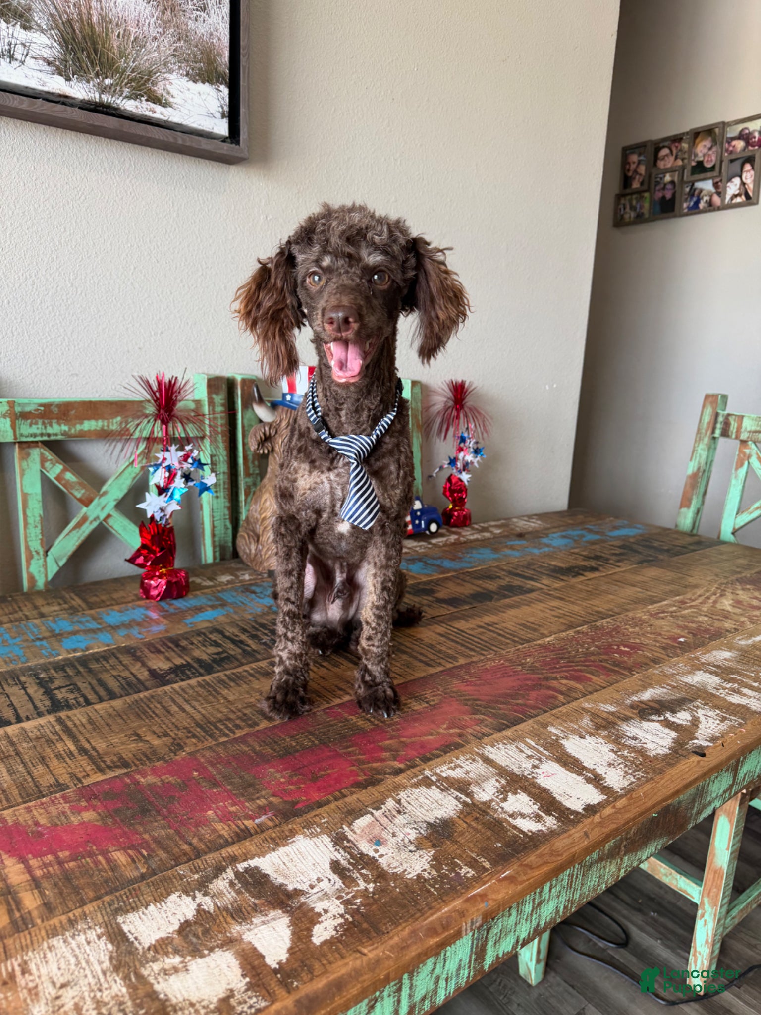 Miniature Poodle dogs for sale: Akc Clear Chocolate Phantom Animal Genetics tested - Ad 6