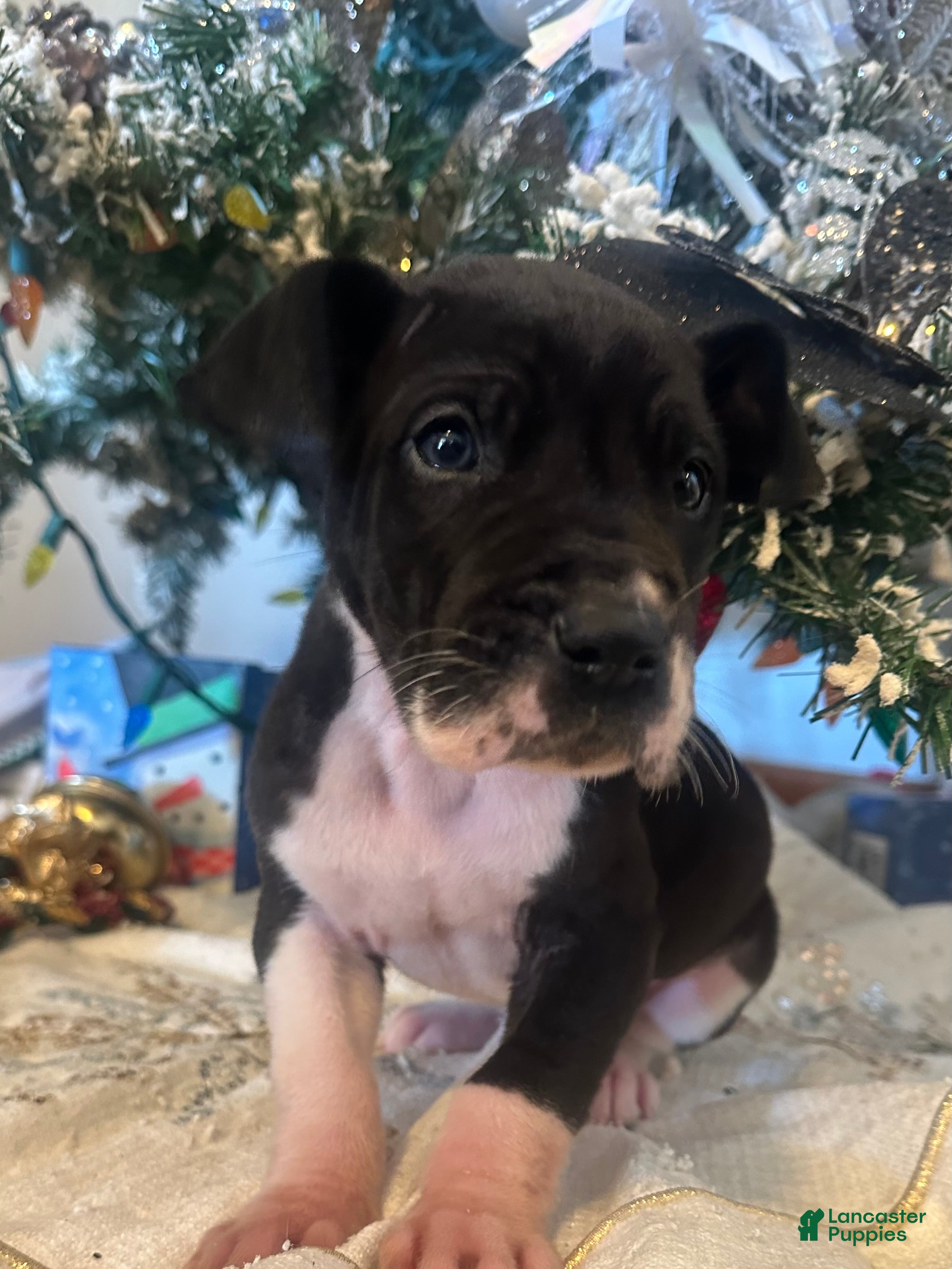 Great Dane dogs Great Dane Puppy 1 - Ad 2