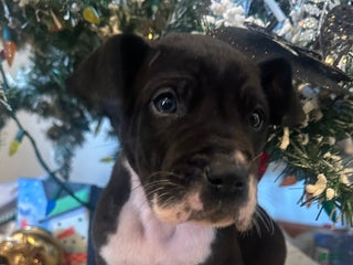 Great Dane dogs Great Dane Puppy 1 - Ad 8