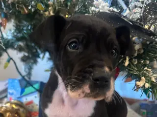 Great Dane dogs Great Dane Puppy 1 - Ad 9