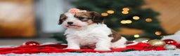 Cavachon dogs for sale: Dixie  - Ad 9