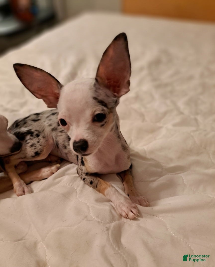 Chihuahua dogs Toy jojo - Ad 2