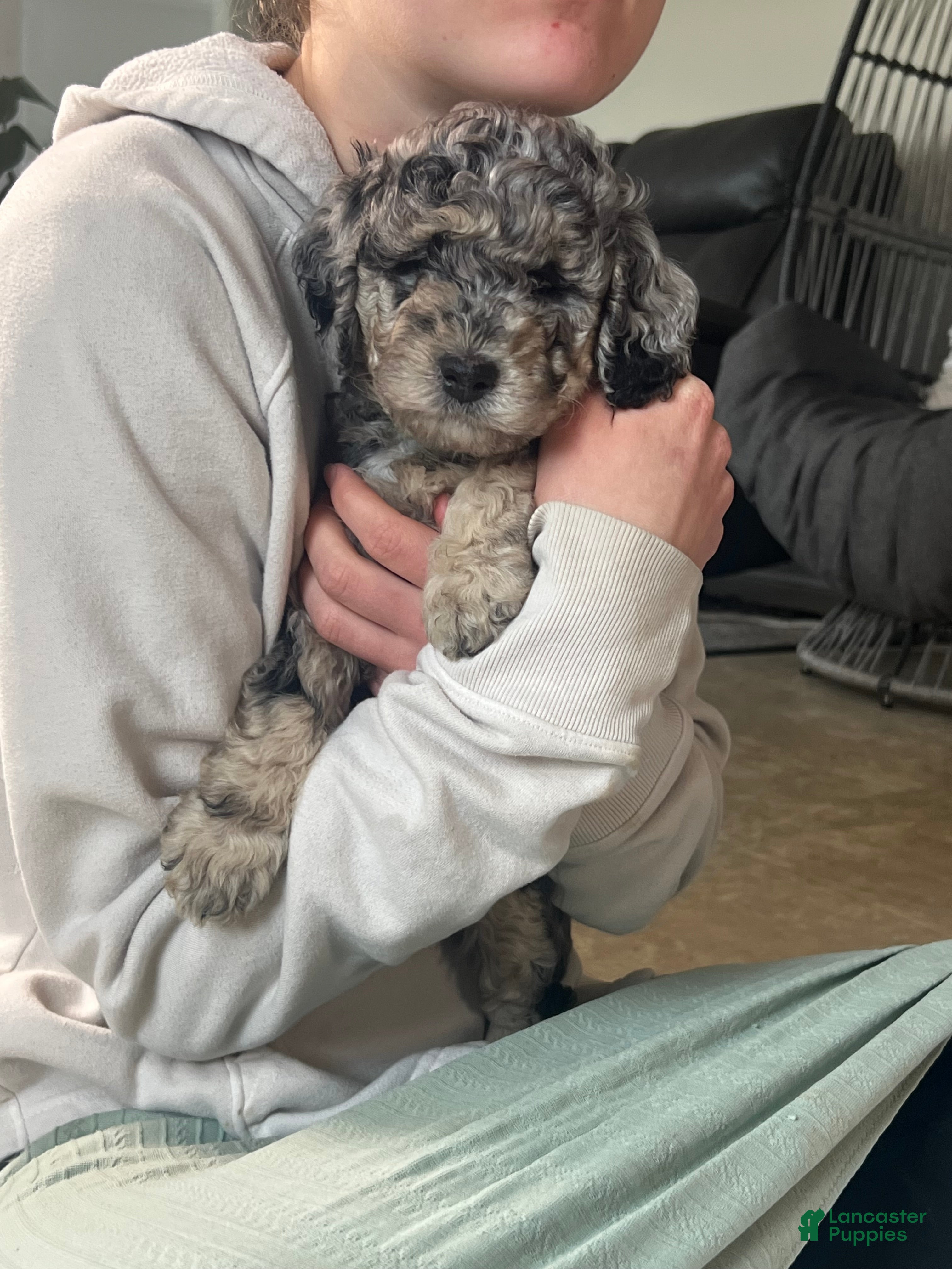 Mini Goldendoodle dogs Blossom Mini Goldendoodle Puppy  - Ad 1