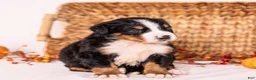 Bernese Mountain Dog dogs for sale: Robin - Ad 6