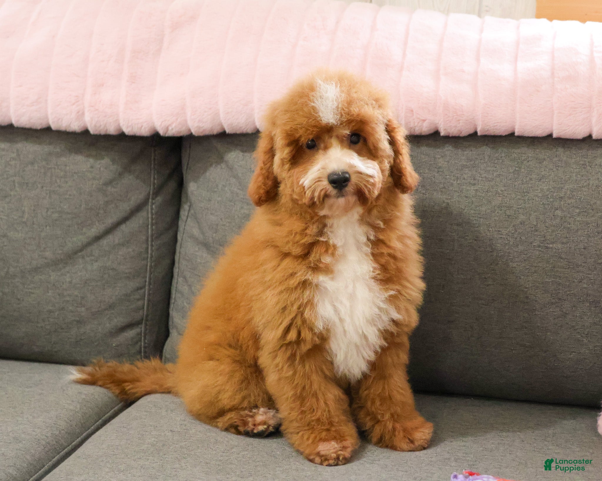 Mini Goldendoodle dogs Spaghetti - Ad 5