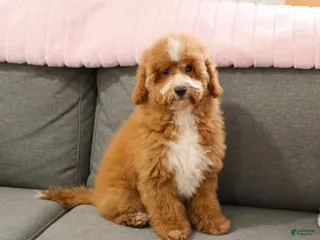 Mini Goldendoodle dogs Spaghetti - Ad 5