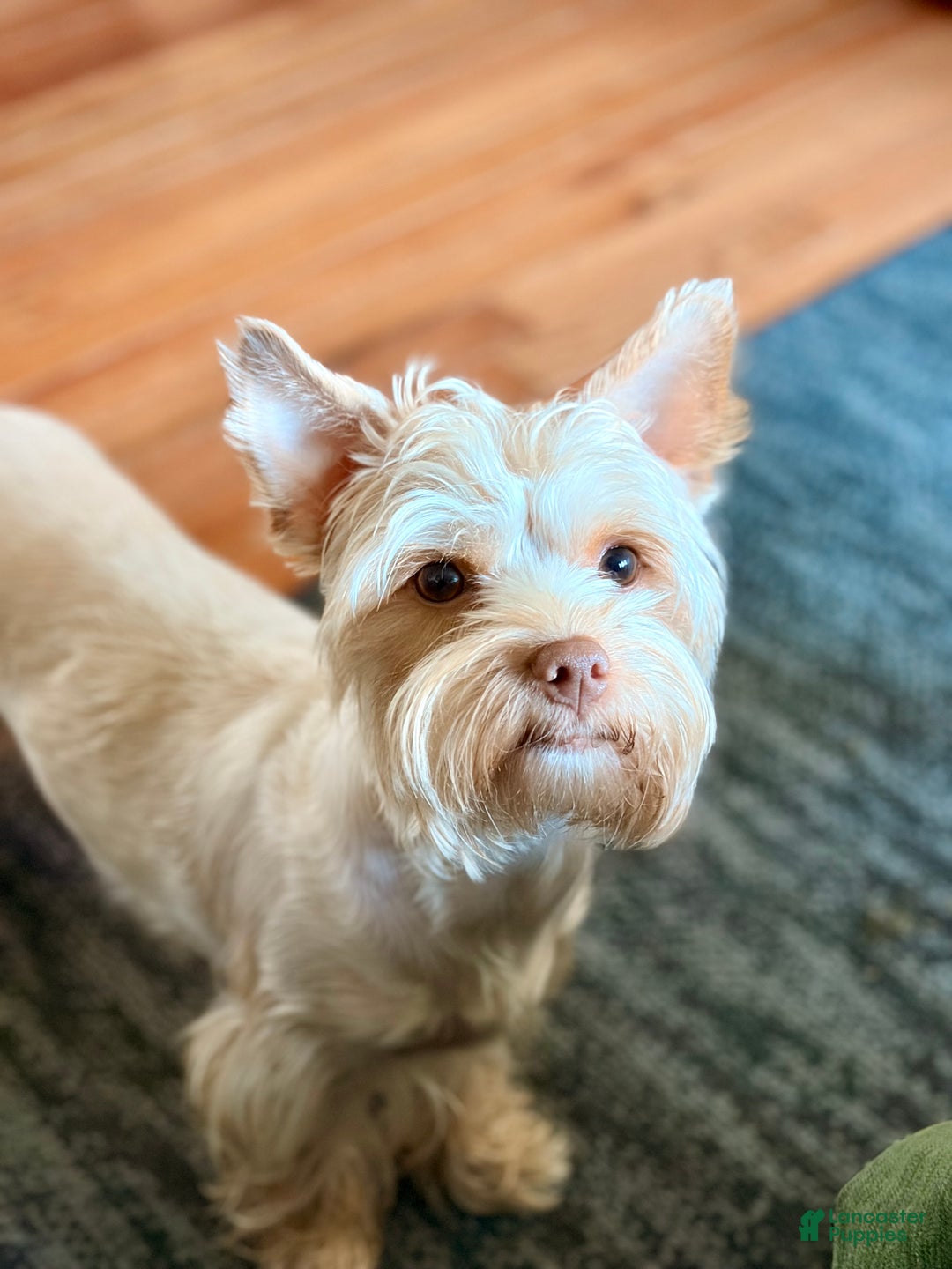 Yorkshire Terrier dogs for sale: Jewel *GET NOW* PAY LATER* - Ad 5