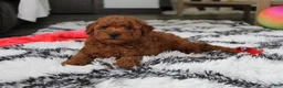 Bichpoo dogs for sale: Jerry - Ad 3