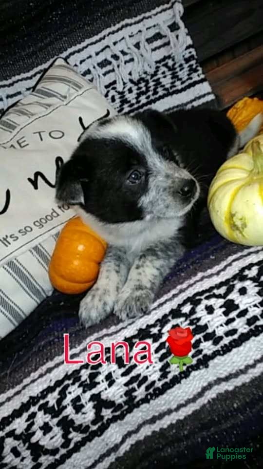 Australian Cattle Dog dogs Australian Cattle Dog 2 Lana - Ad 39