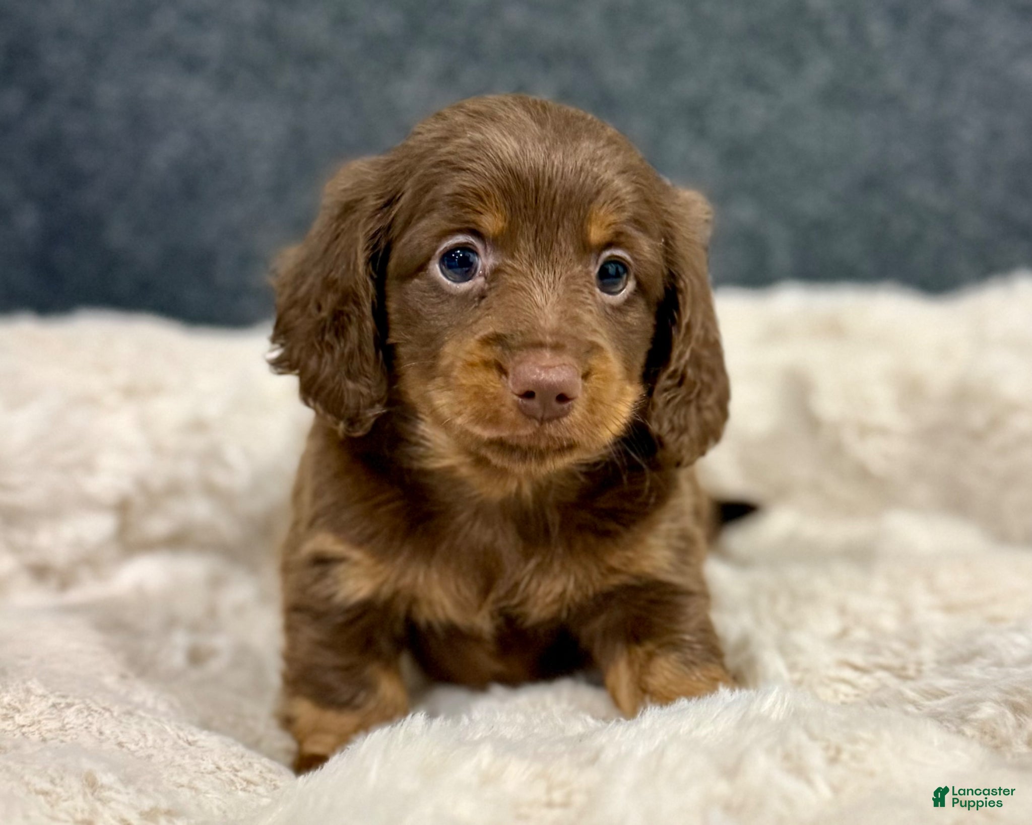 Miniature Dachshund dogs for sale: Milly - Ad 11