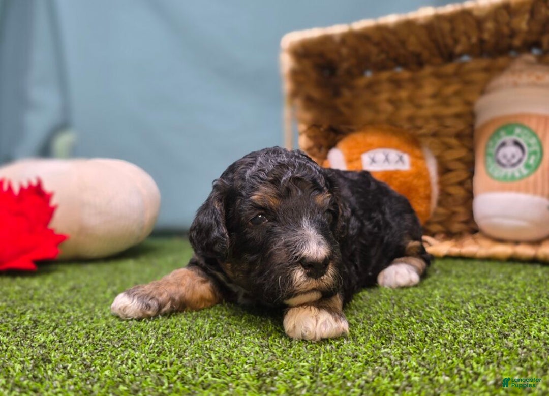 Mini Bernedoodle dogs for sale: Winnie - Ad 3