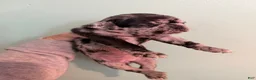 Pug dogs for sale: Pug 6 - Ad 2