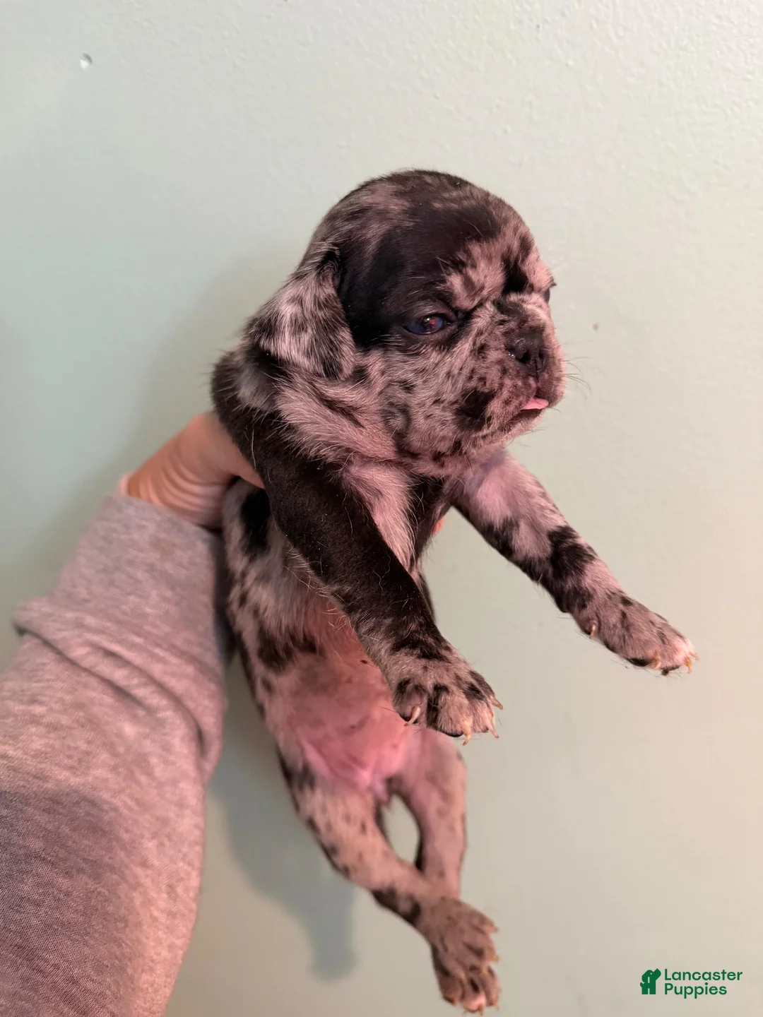 Pug dogs for sale: Pug 6 - Ad 2