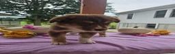 Australian Shepherd dogs for sale: Caramel - Ad 8