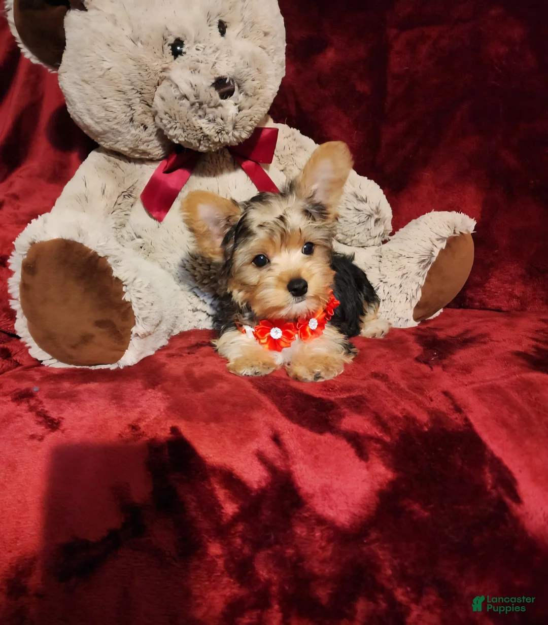 Yorkshire Terrier dogs for sale: *LOKI* - Ad 2