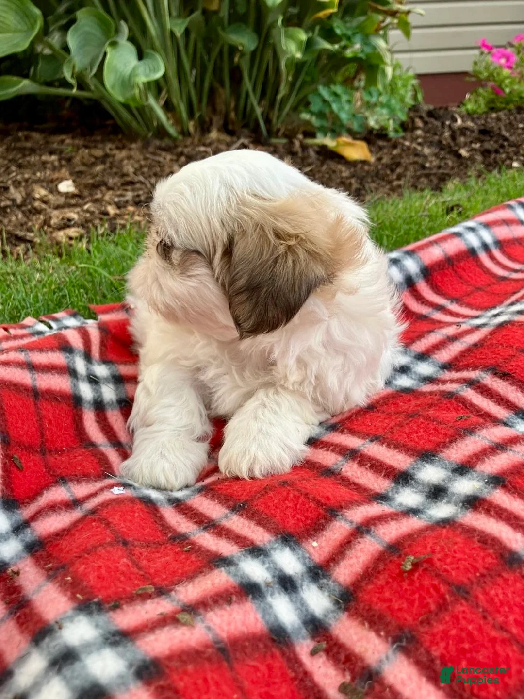 Shih Tzu dogs for sale: Scout - Ad 6
