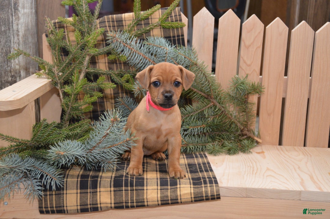 Jug dogs for sale: Abby - Ad 3