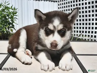 Siberian Husky dogs for sale: Crystal - Ad 1