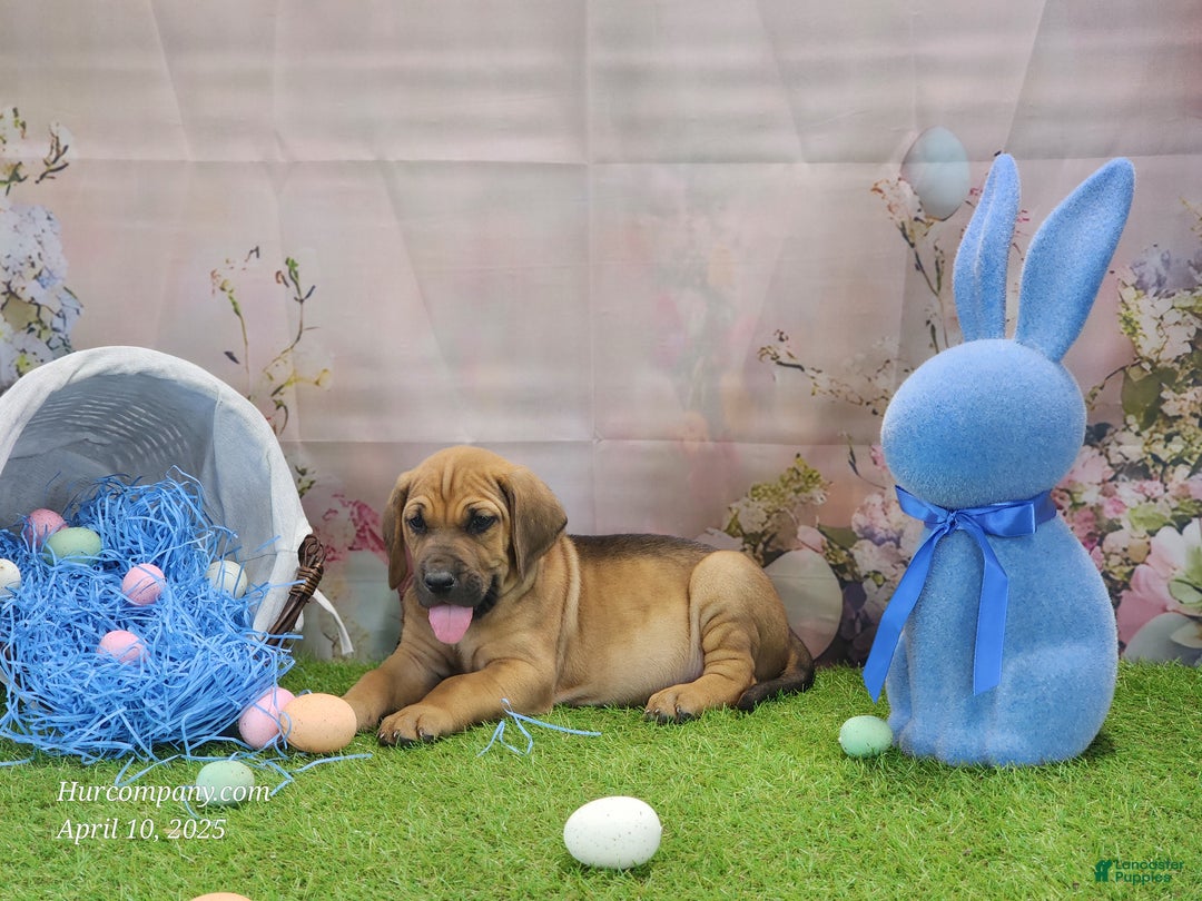 Mixed Breed dogs for sale: 2025 Bloodahoula Male 3 "Finn" - Ad 13