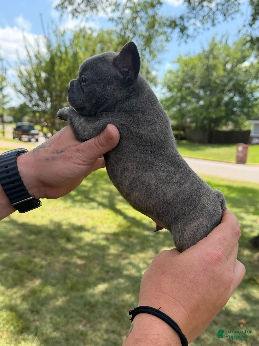 French Bulldog dogs for sale: Bane - Ad 1