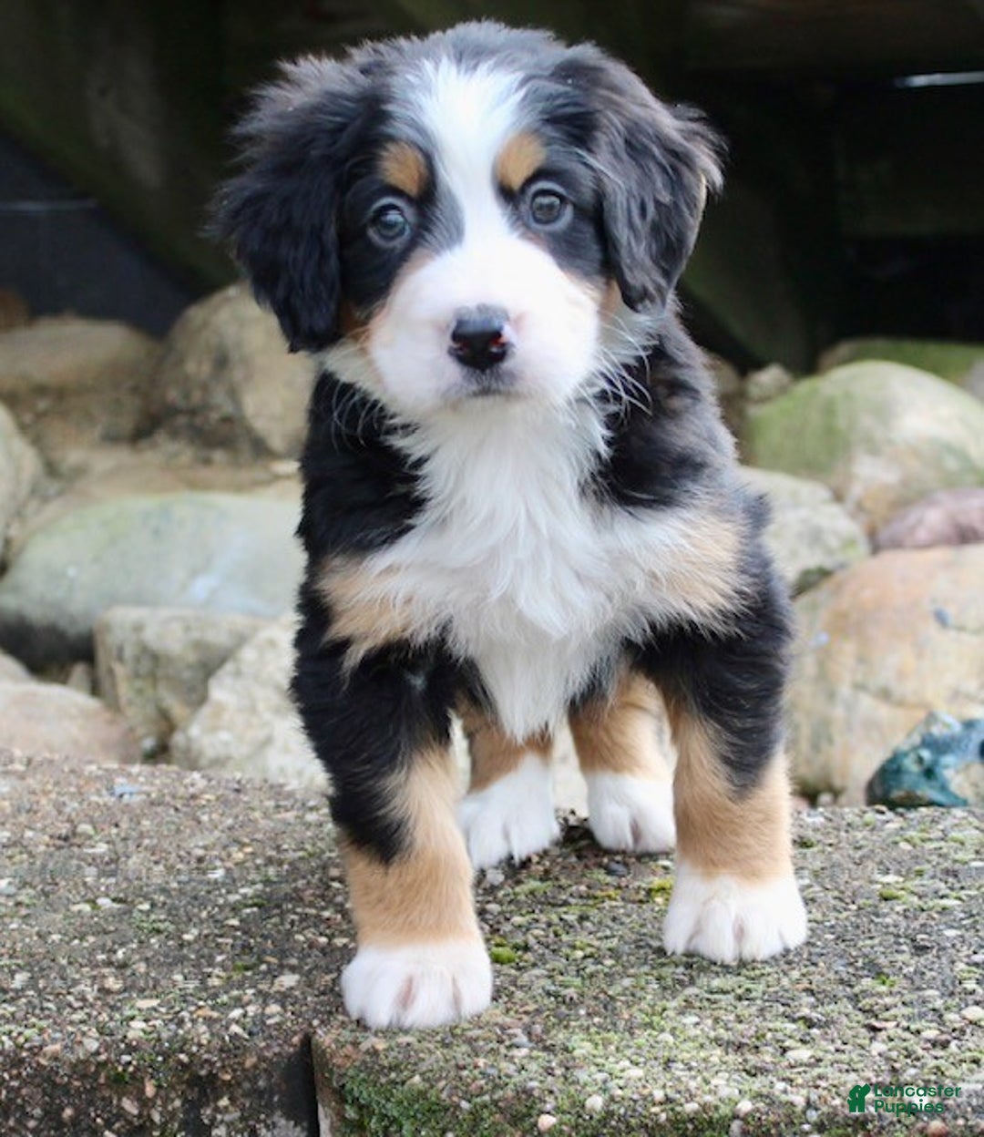 Bernese Mountain Dog dogs for sale: Lila - Ad 2