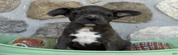 Frenchton dogs for sale: Beau - Ad 2