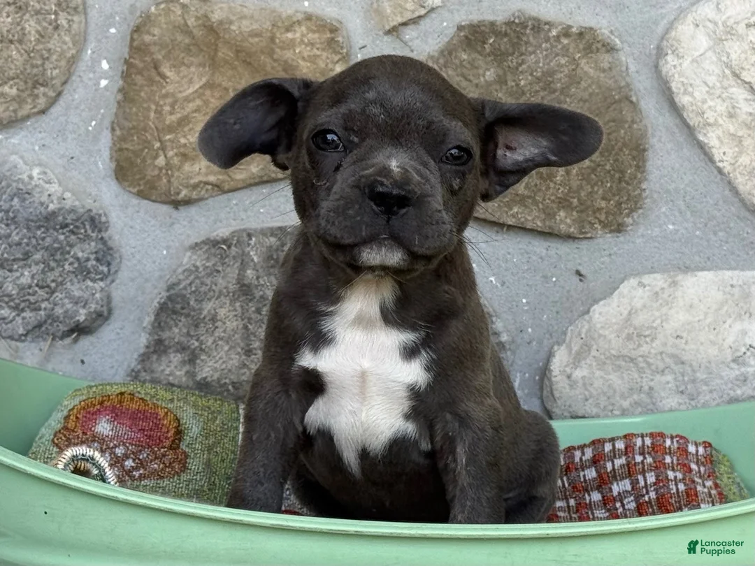 Frenchton dogs for sale: Beau - Ad 2
