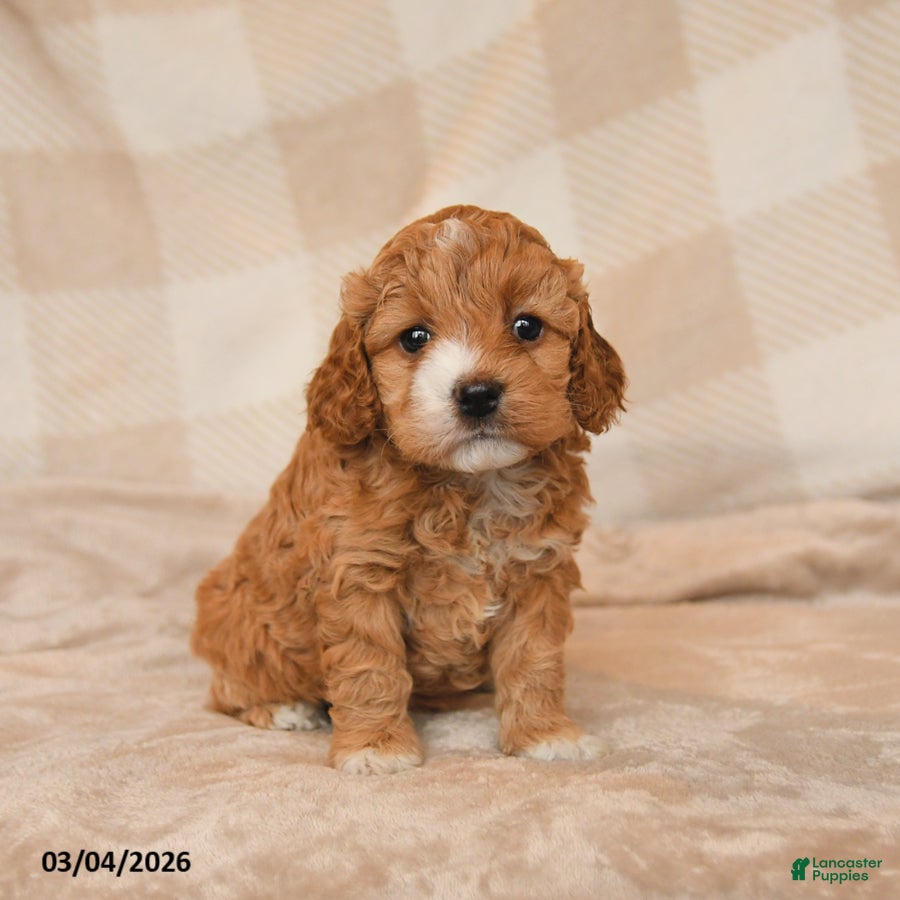 Cockapoo dogs Cherish - Ad 1