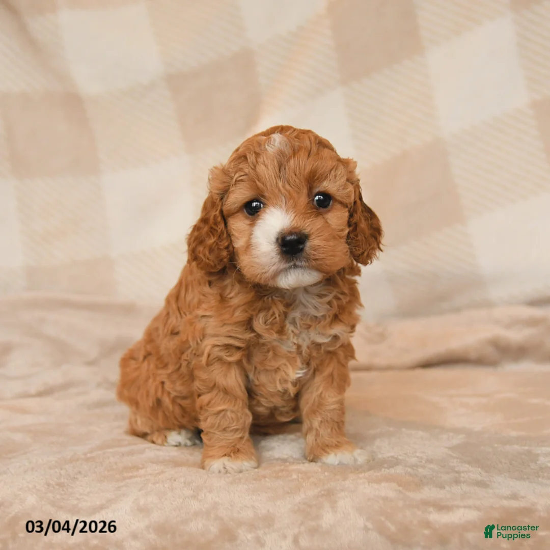 Cockapoo dogs for sale: Cherish - Ad 1