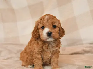 Cockapoo dogs for sale: Cherish - Ad 3