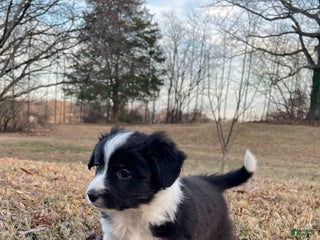 Mixed Breed dogs Zigity L - Ad 13